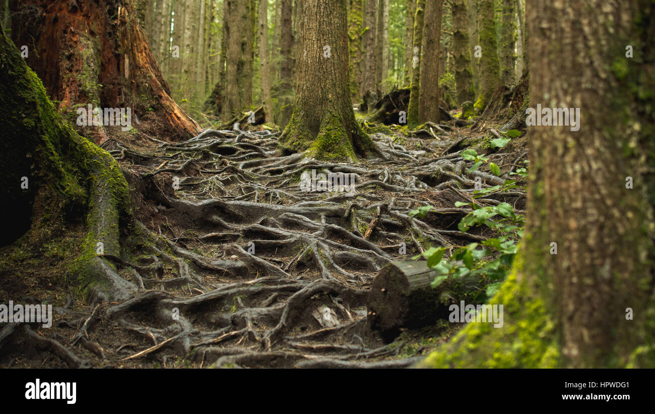 Abbondanza di radici nella lussureggiante foresta Foto Stock