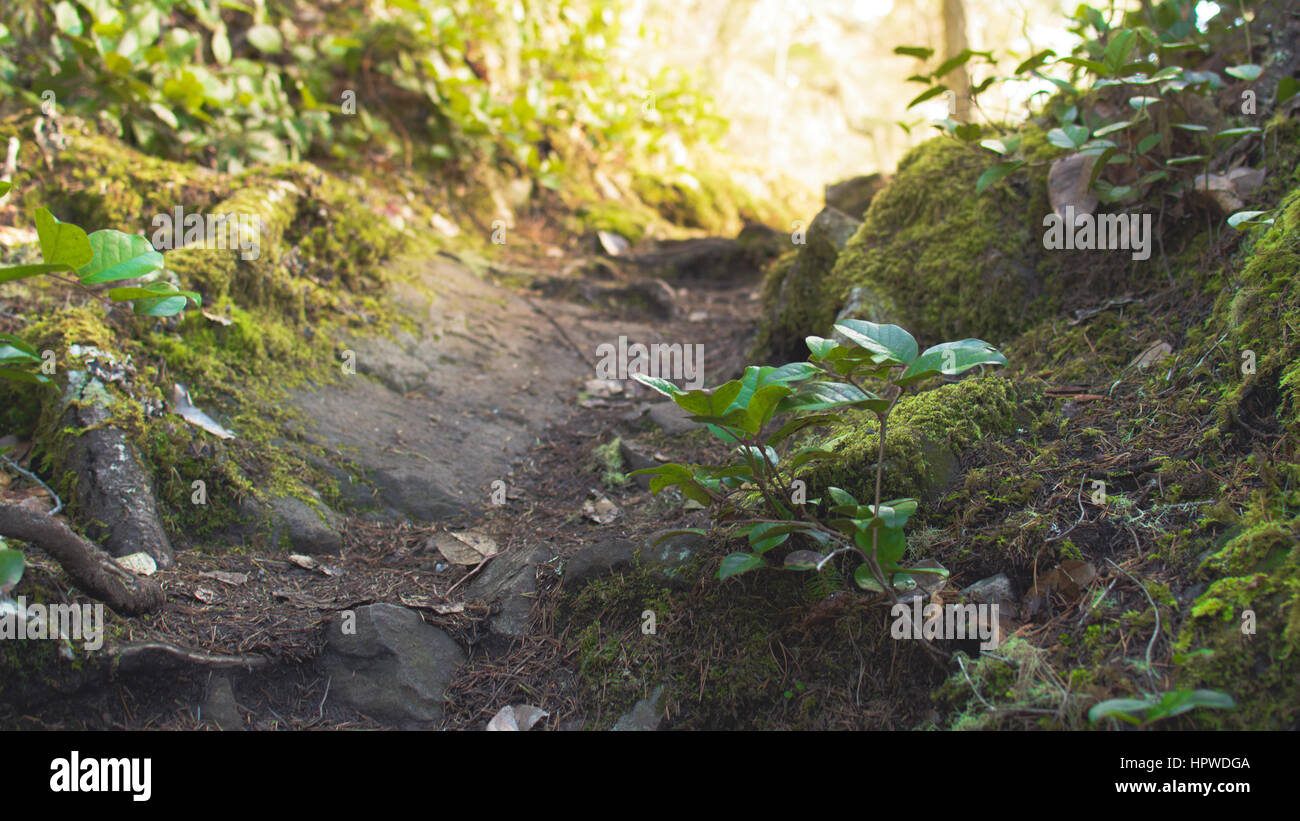 Invitante sentiero forestale in East Sooke Park Foto Stock