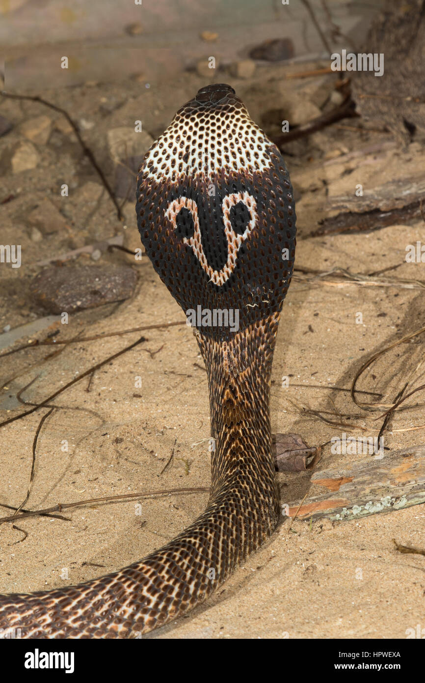 Cobra indiano / Spectacled Cobra (Naja naja) Foto Stock