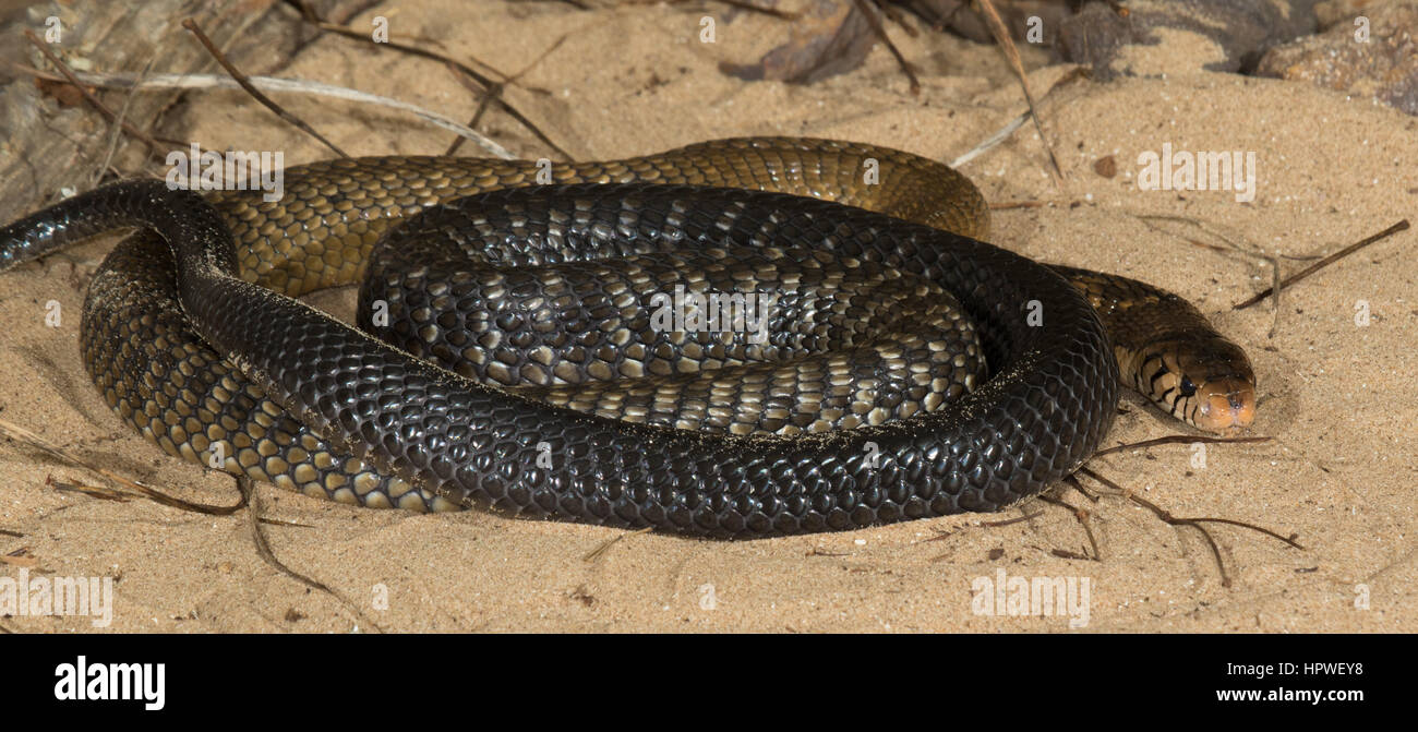 Monocled Cobra (Naja kaouthia) Foto Stock