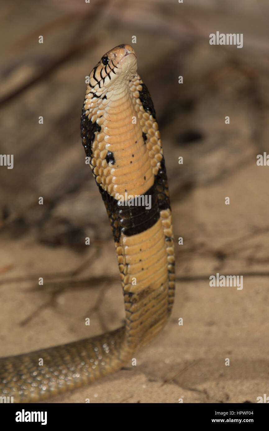 Monocled Cobra (Naja kaouthia) Foto Stock