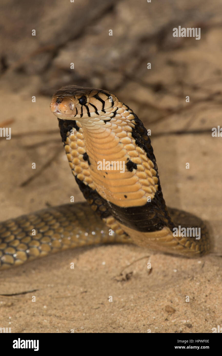 Monocled Cobra (Naja kaouthia) Foto Stock