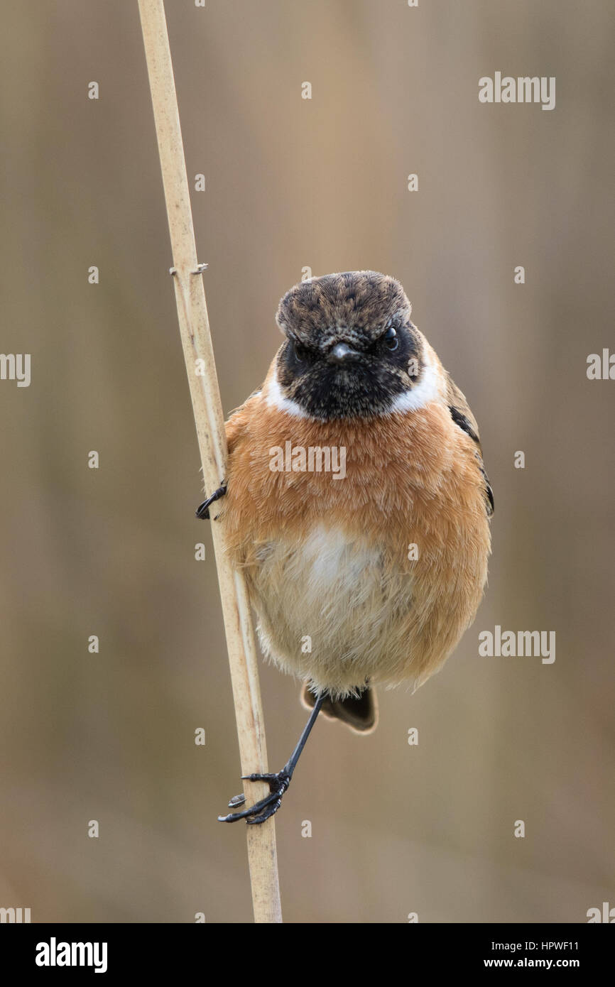 Non-allevamento maschio Stonechat comune (Saxicola torquatus hibernans) Foto Stock