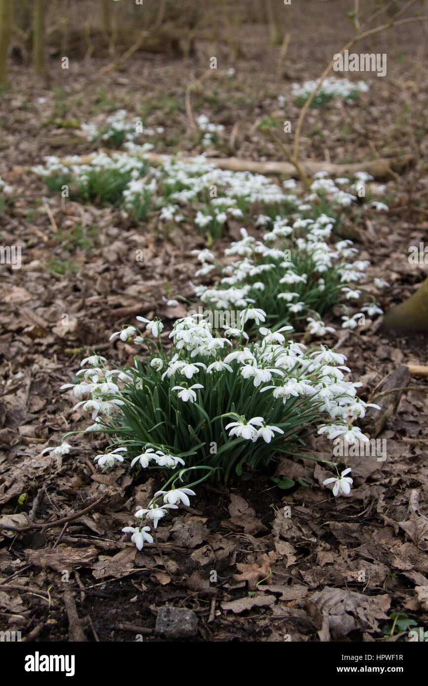 Snowdrops (Galanthus nivalis) moquette un bosco di latifoglie piano Foto Stock