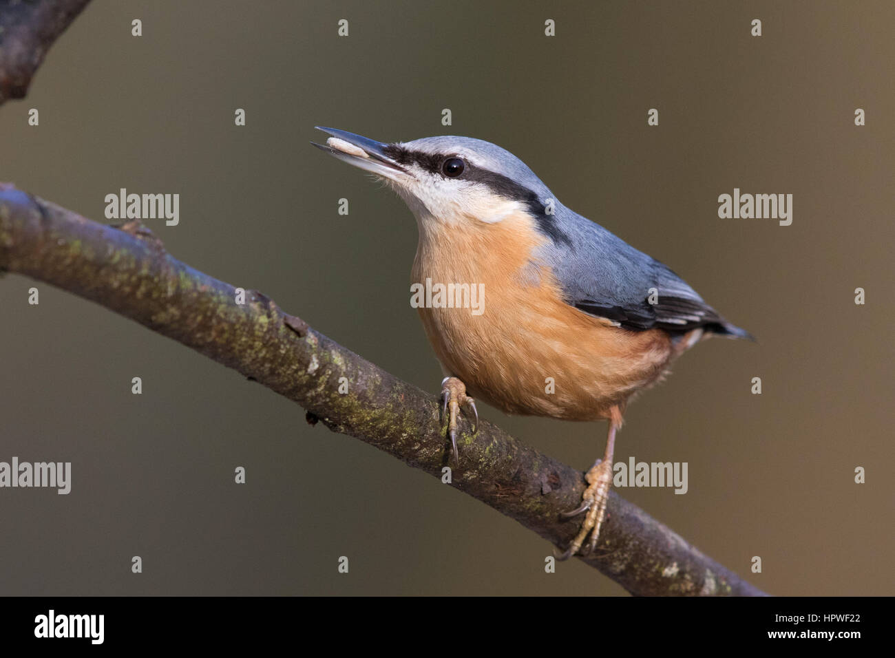 Eurasian picchio muratore (Sitta europaea) Foto Stock