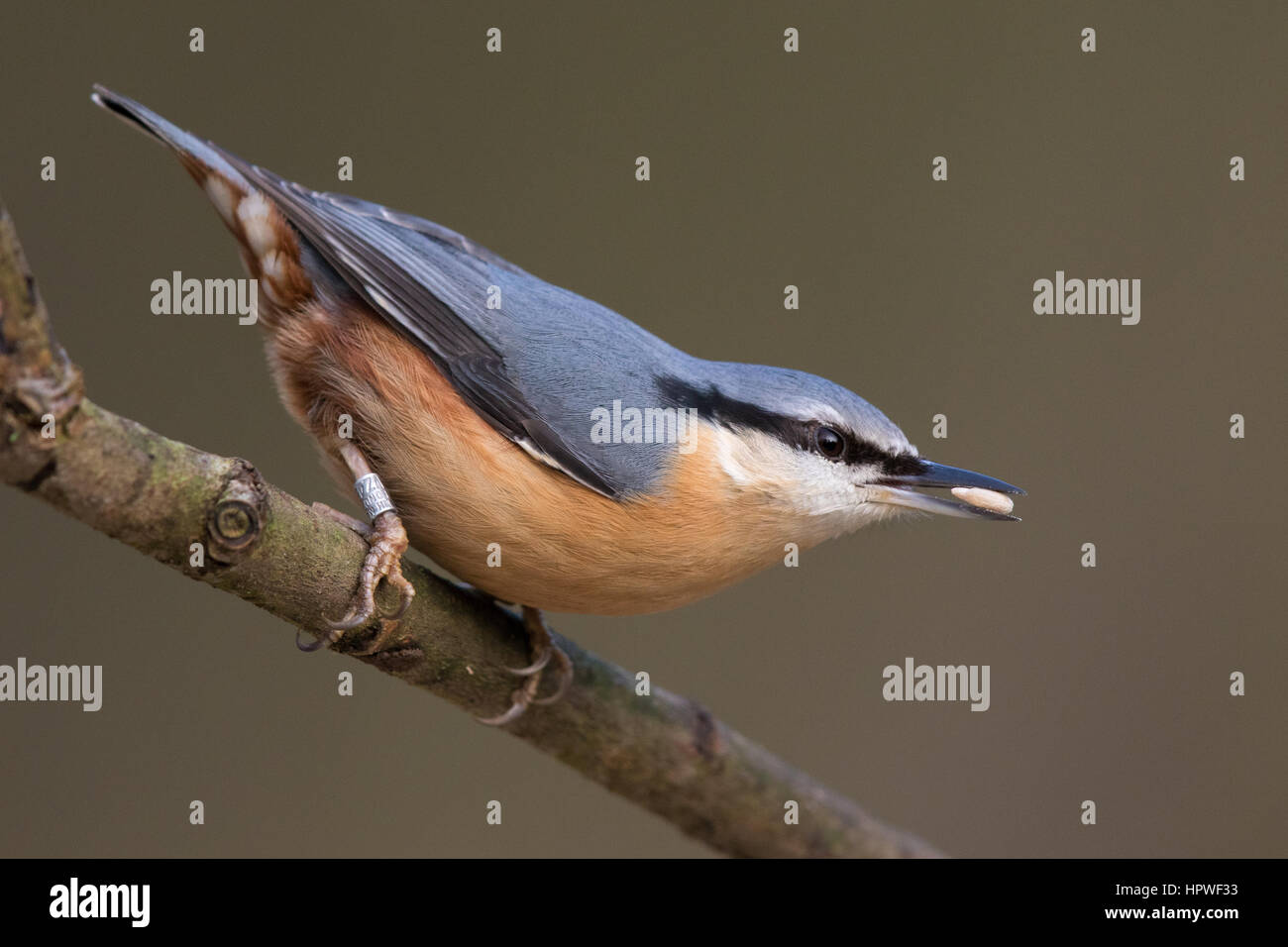 Eurasian picchio muratore (Sitta europaea) portante un seme nella sua bill Foto Stock
