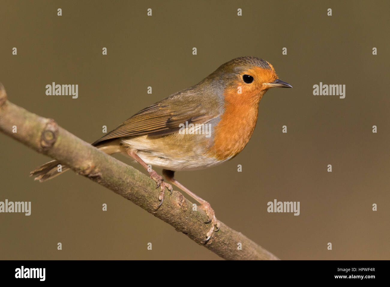 Unione Robin (Erithacus rubecula) Foto Stock