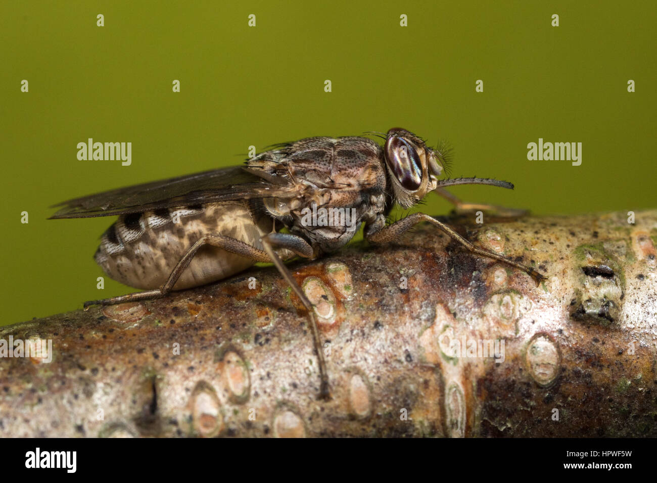 Femmine gravide di Savannah mosca tsetse (Glossina morsitans) Foto Stock