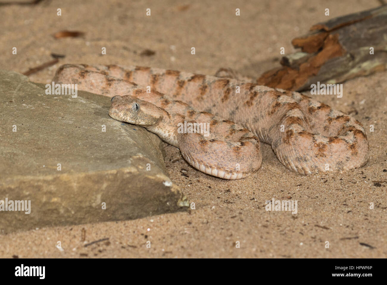 Dipinto di Saw-scaled Viper (Echis coloratus) Foto Stock