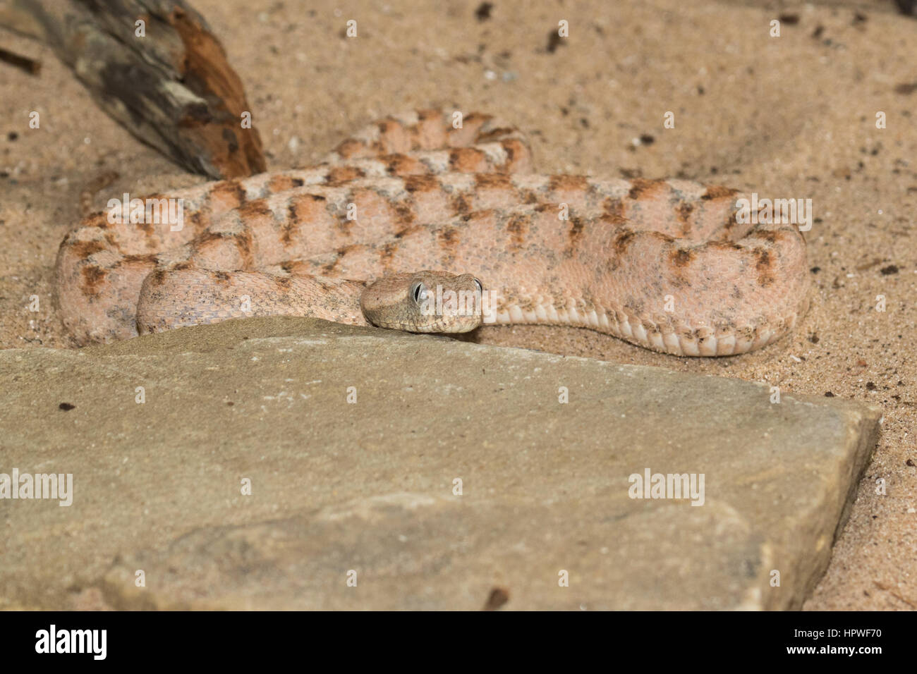 Dipinto di Saw-scaled Viper (Echis coloratus) Foto Stock