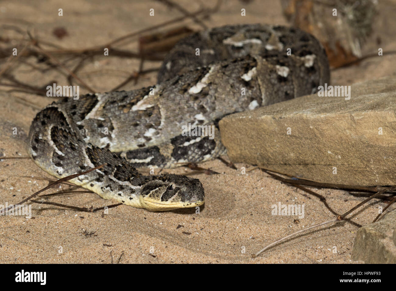 Puff sommatore (Bitis arietans) Foto Stock