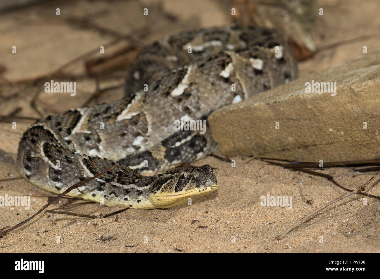 Puff sommatore (Bitis arietans) Foto Stock