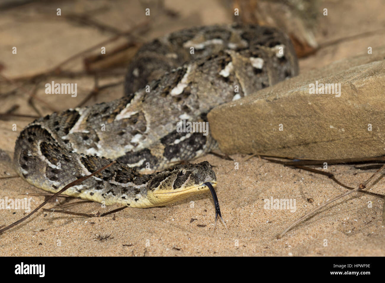 Puff sommatore (Bitis arietans) Foto Stock