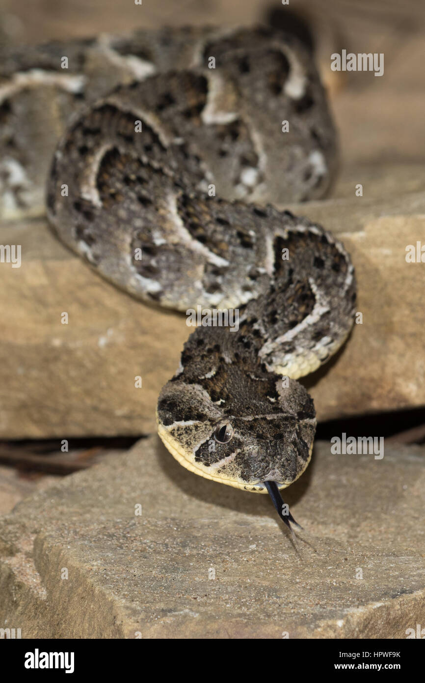 Puff sommatore (Bitis arietans) Foto Stock
