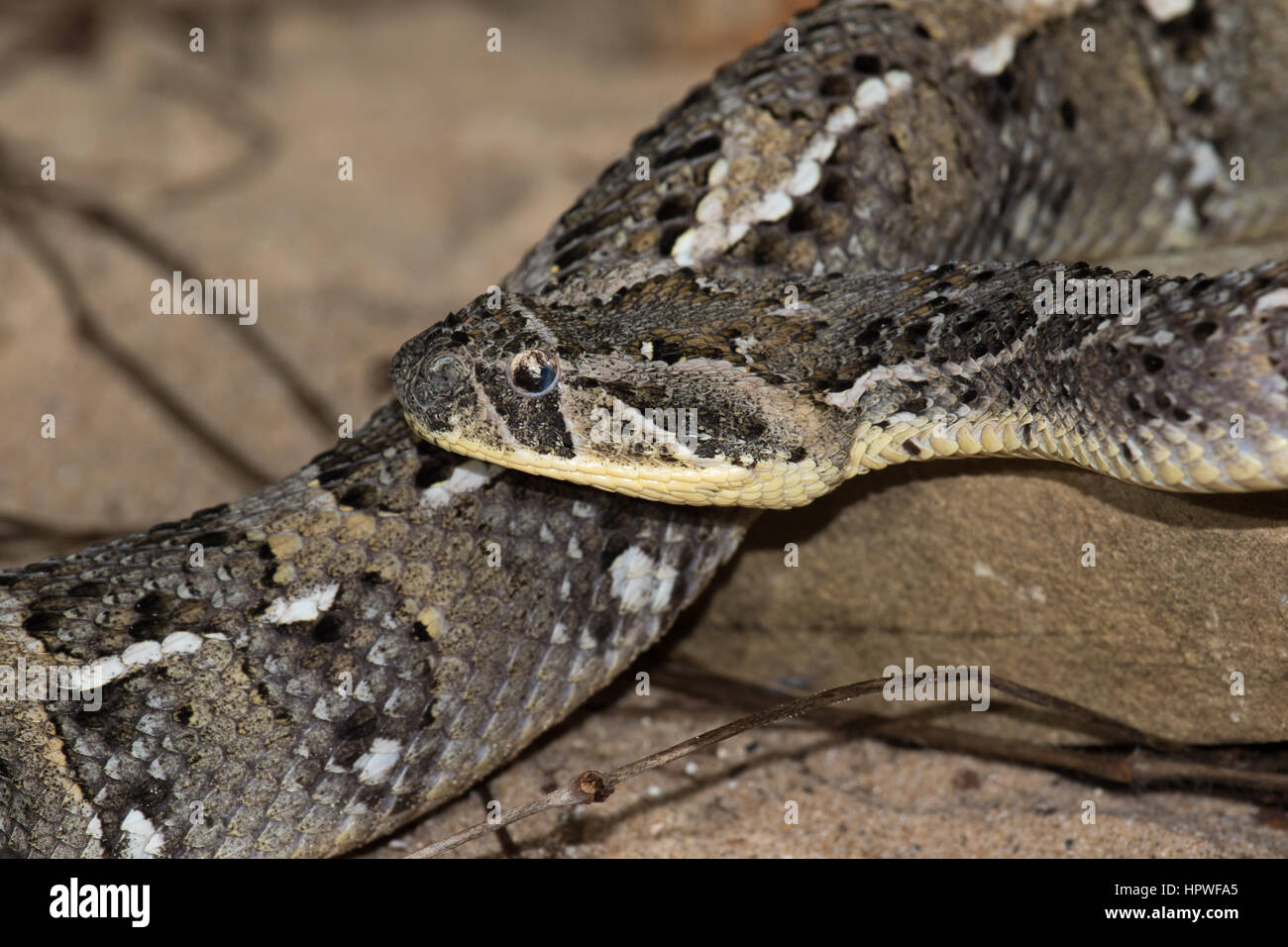 Puff sommatore (Bitis arietans) Foto Stock