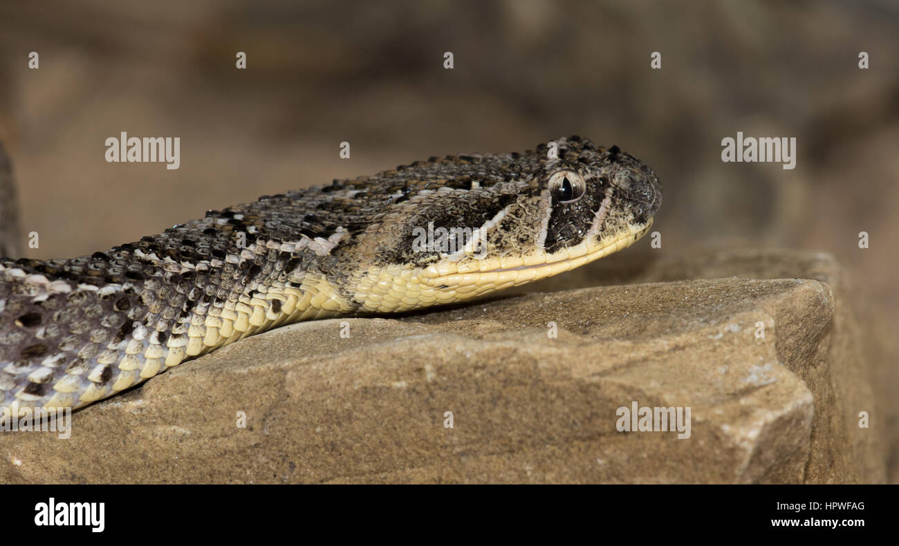 Colpo di testa di un soffio sommatore (Bitis arietans) Foto Stock