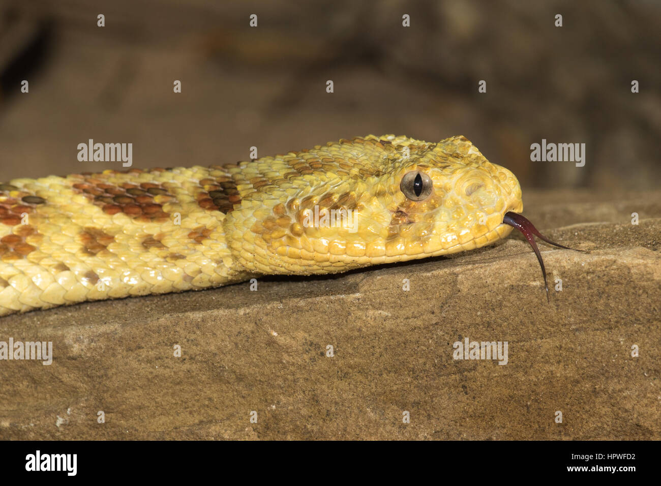 Colpo di Testa di una fresca moulted, colore giallo variante Puff di sommatore (Bitis arietans) spostando la sua linguetta Foto Stock