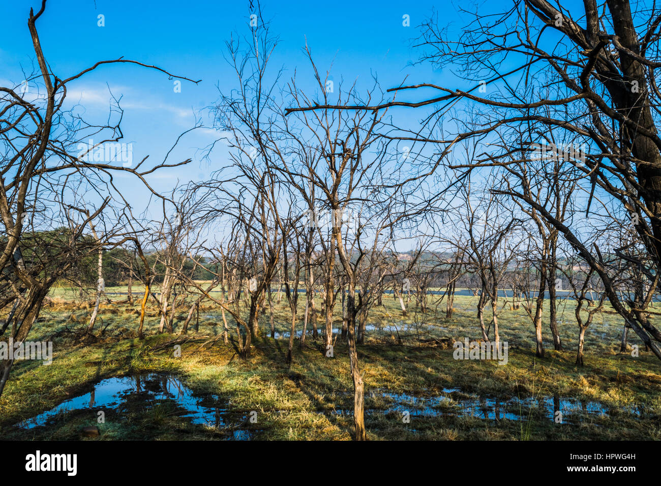 Gli alberi ottengono essiccato a Ranthambore Forest sulla stagione estiva Foto Stock