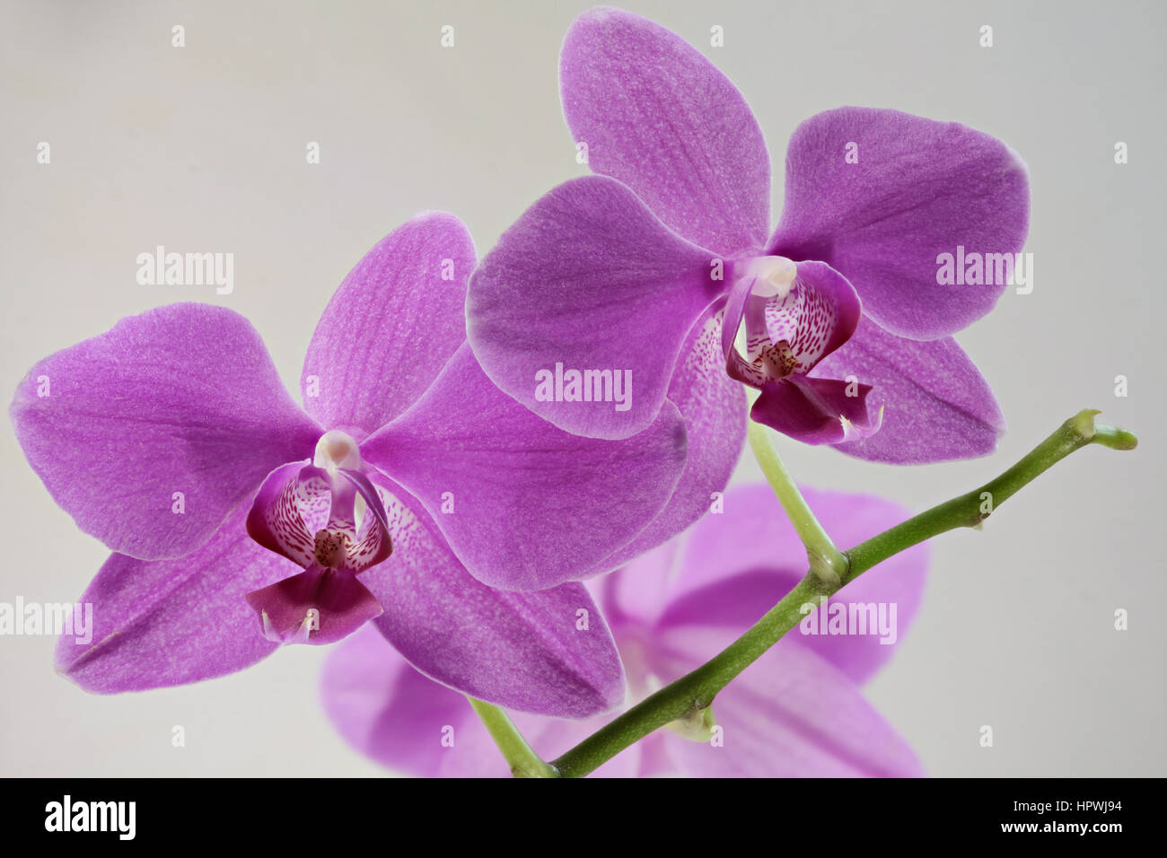 Orchid macro shot isolato su sfondo bianco,holiday gift, tenero amore, gioia primavera freschezza, giardinaggio Foto Stock