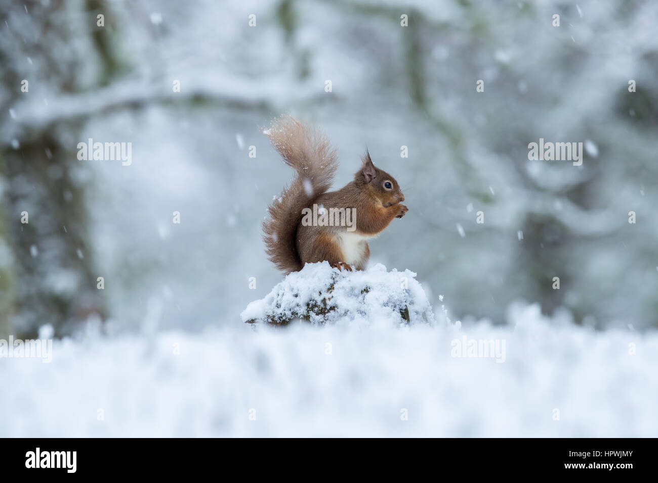 Scoiattolo rosso caingorms parco nazionale Foto Stock