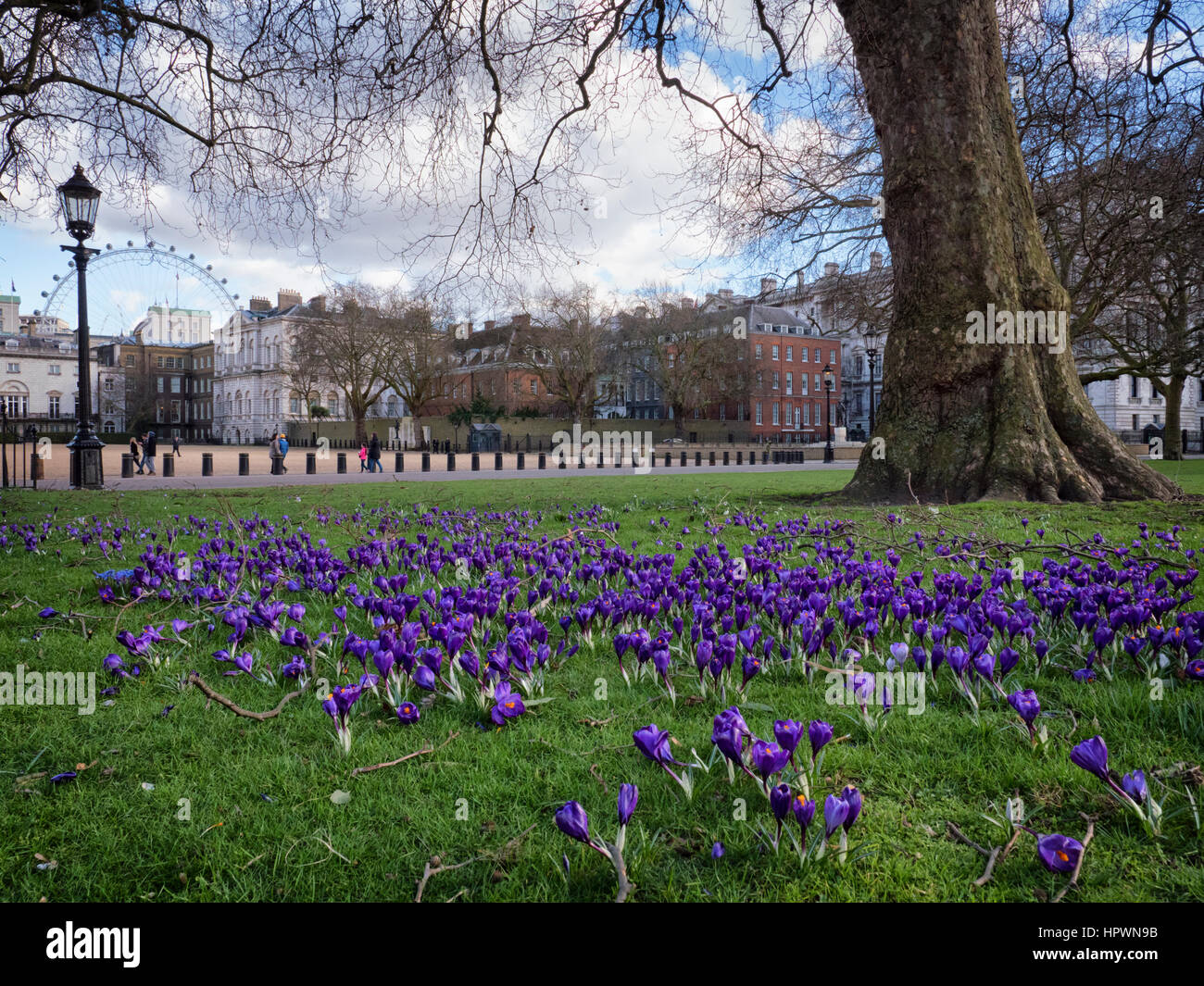 La molla di crochi in St James Park, Londra guardando verso Horseguards significare la fine dell inverno e l'impostazione della molla. Foto Stock