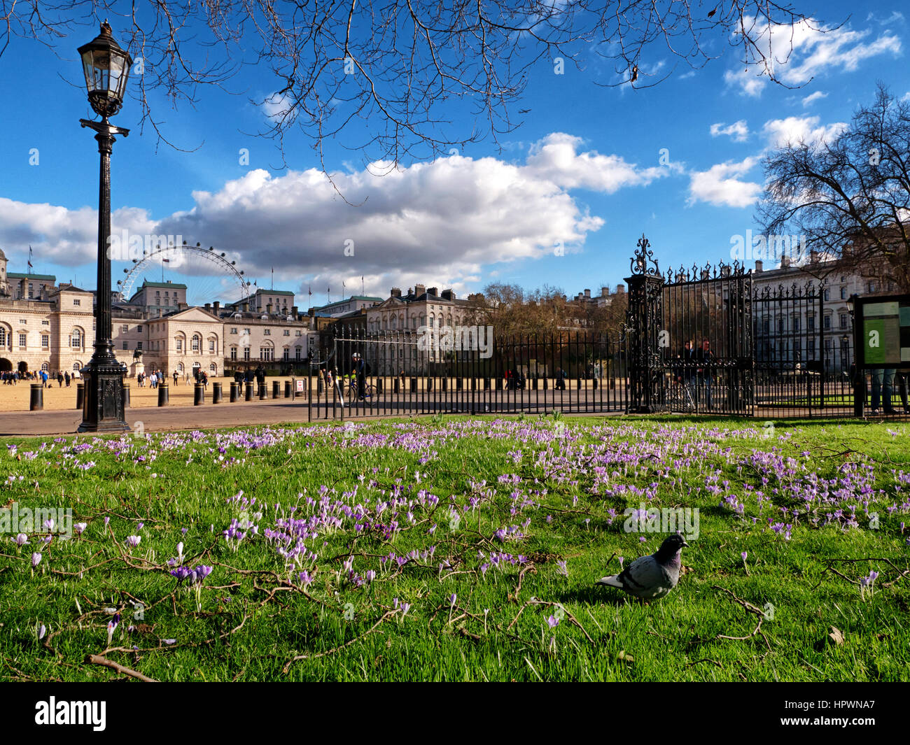 La molla di crochi in St James Park, Londra guardando verso Horseguards significare la fine dell inverno e l'impostazione della molla. Foto Stock