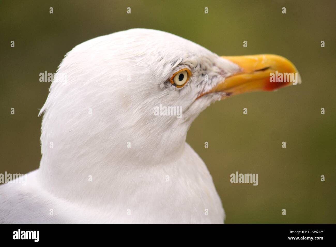 Testa del Gabbiano Foto Stock