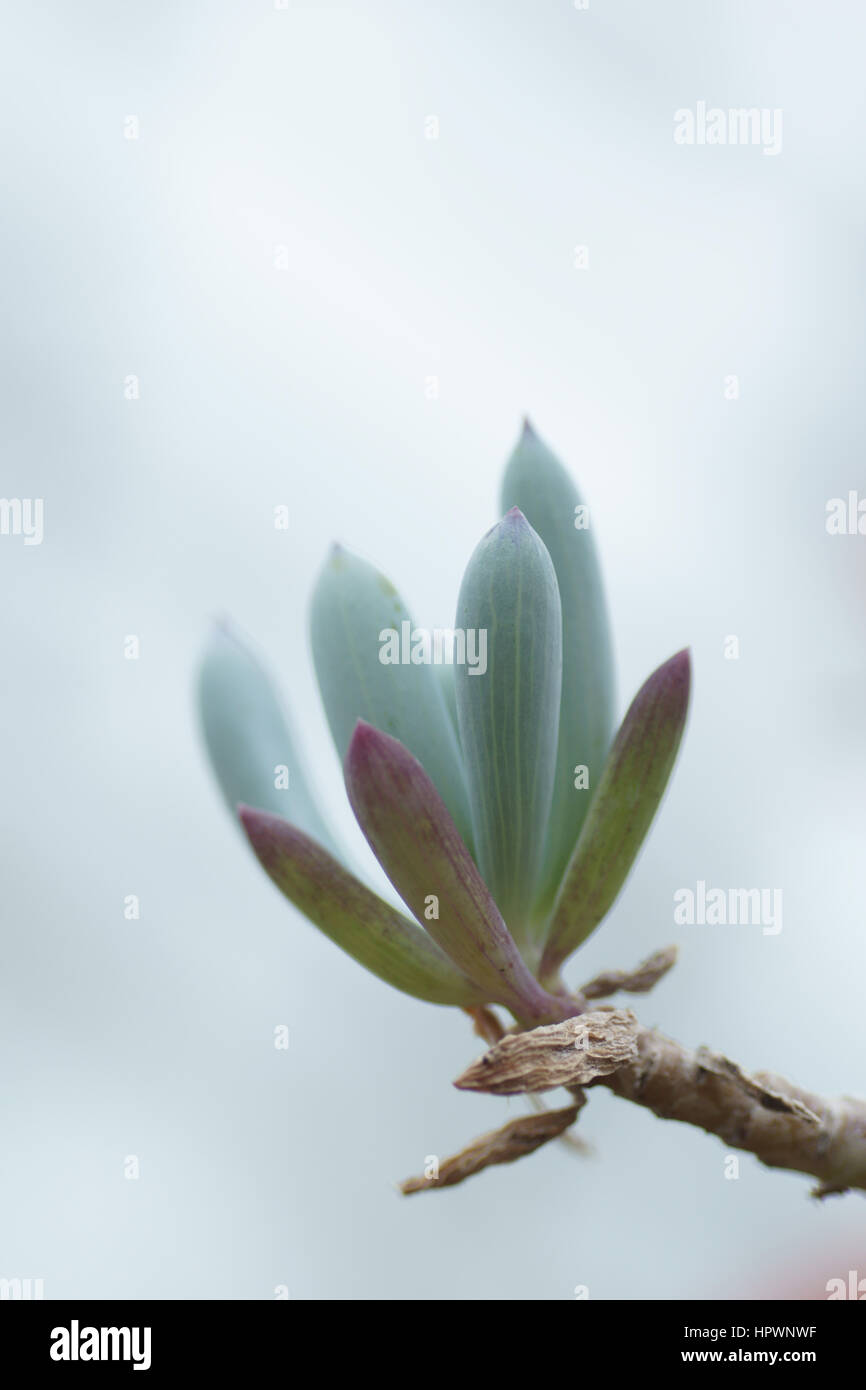 Succulente Foto Stock