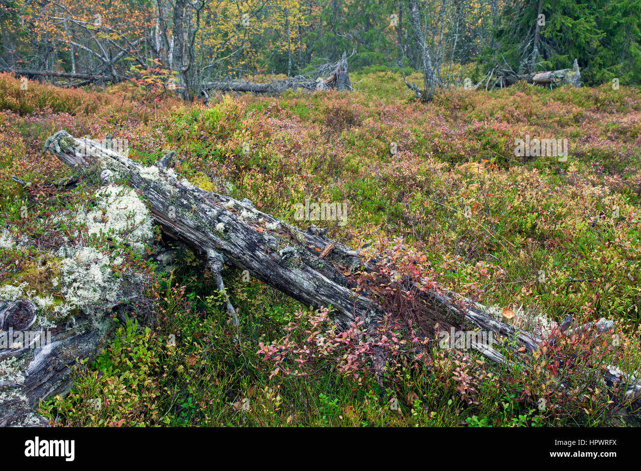 Caduto albero tronco coperto di licheni lasciati a marcire nella vecchia foresta / antichi boschi come legno morto, habitat per gli invertebrati, muschi e funghi Foto Stock