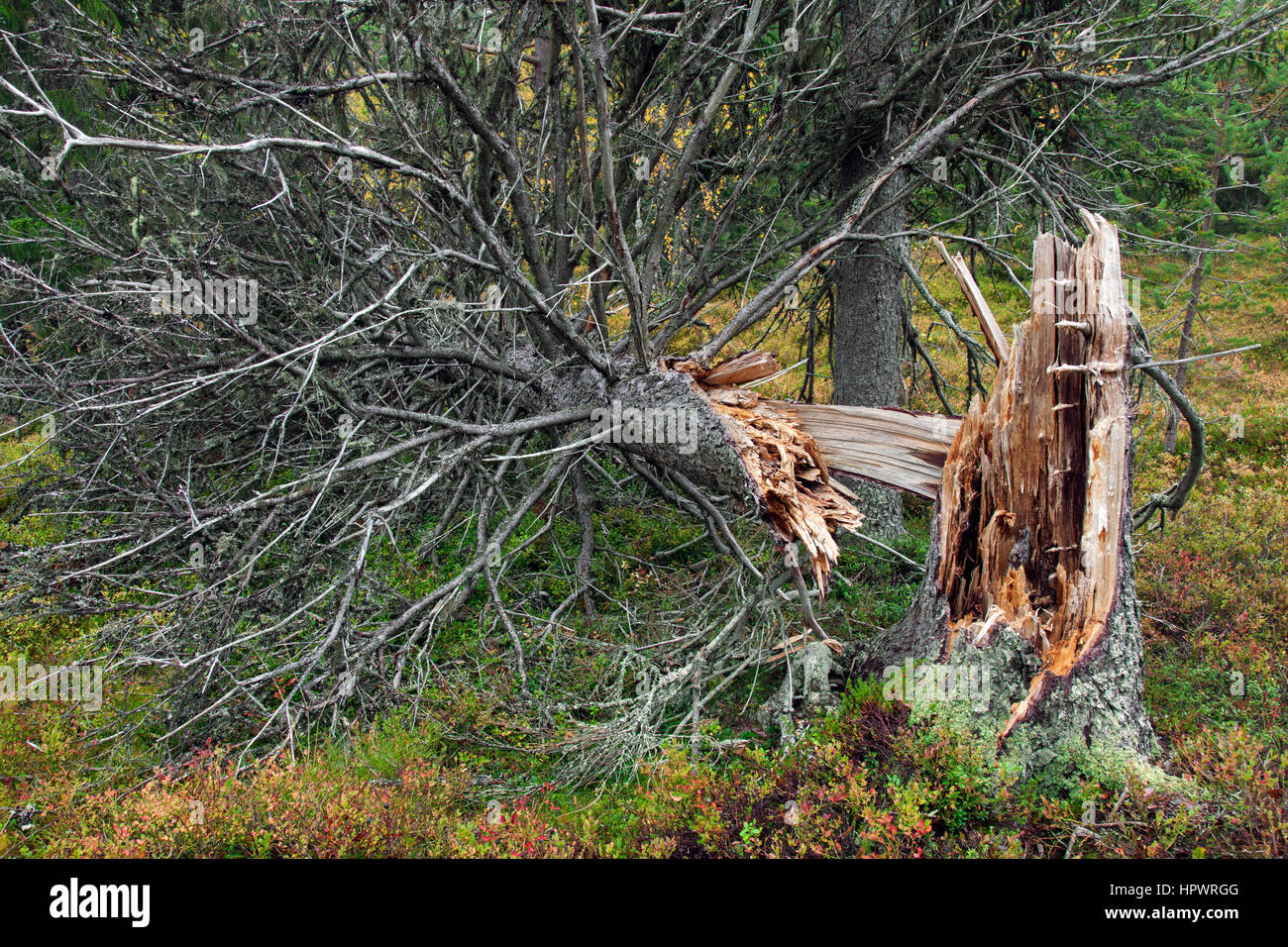 Rotture di pino tronco lasciati marcire nella vecchia foresta / antichi boschi come legno morto, habitat per gli invertebrati, muschi e funghi Foto Stock