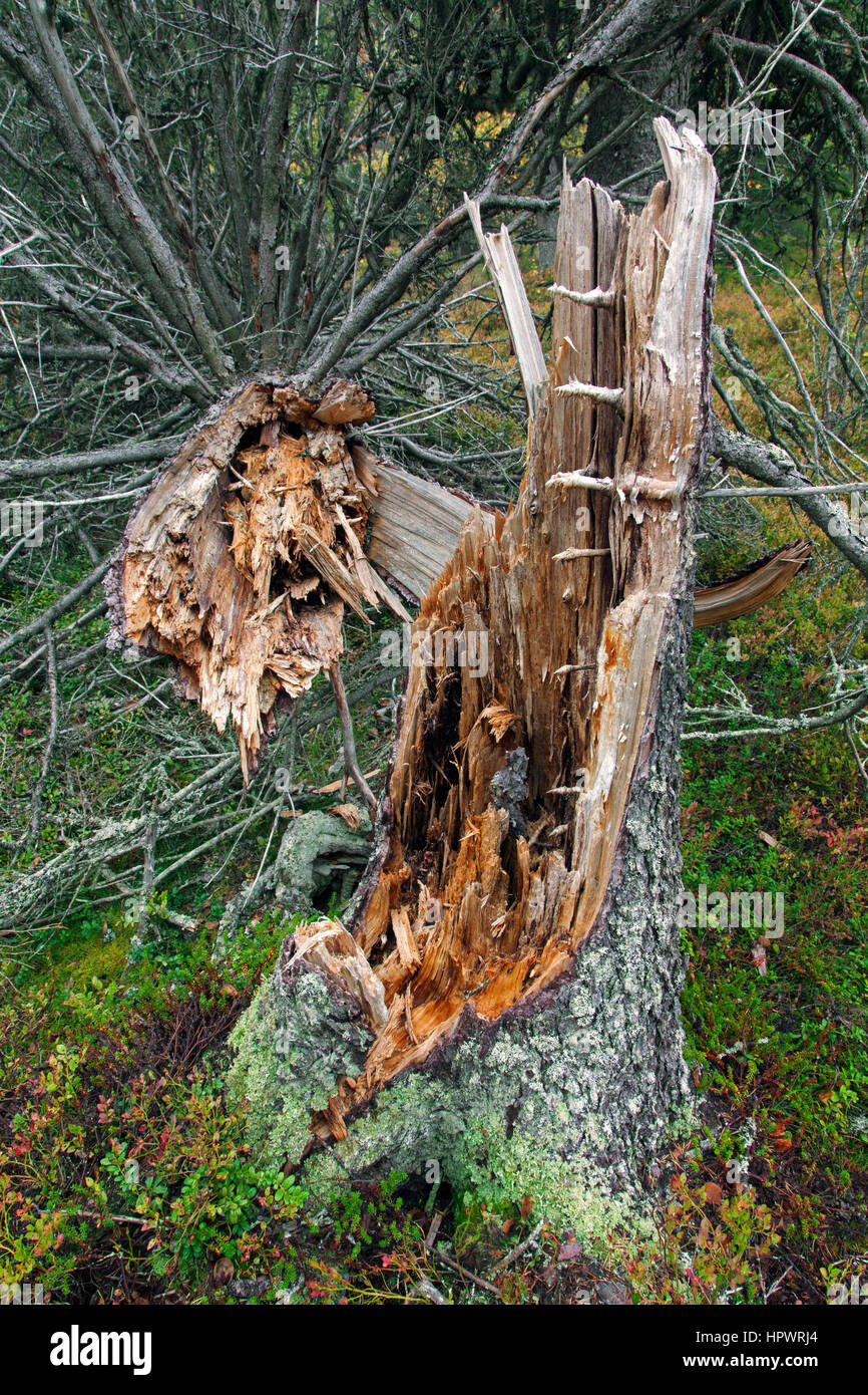 Rotture di pino tronco lasciati marcire nella vecchia foresta / antichi boschi come legno morto, habitat per gli invertebrati, muschi e funghi Foto Stock