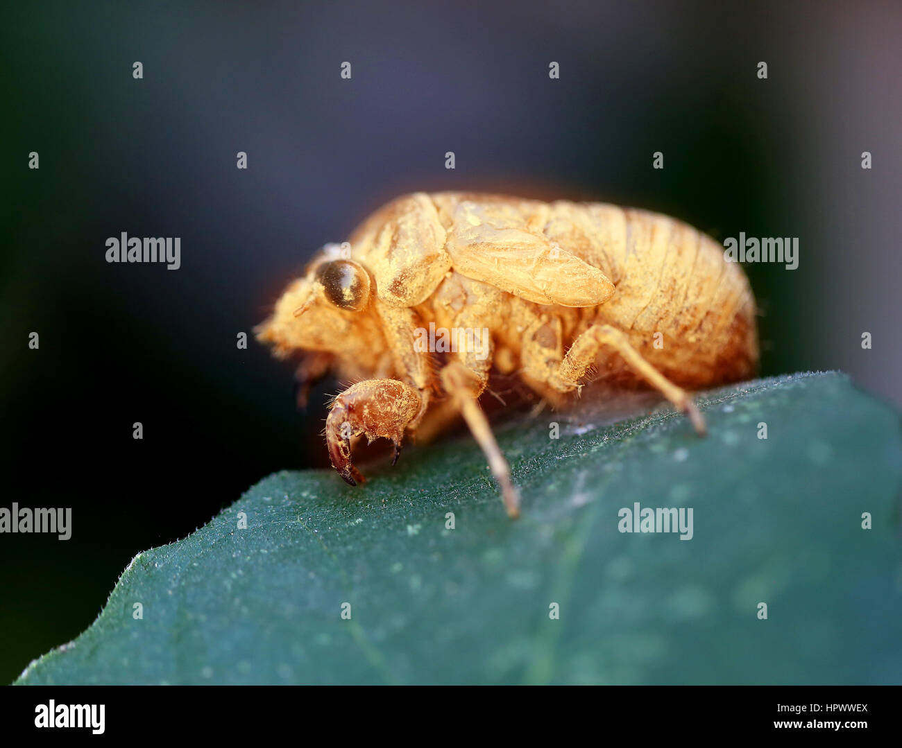 Bellissimo insetto Cicala fotografato in stretta fino Foto Stock