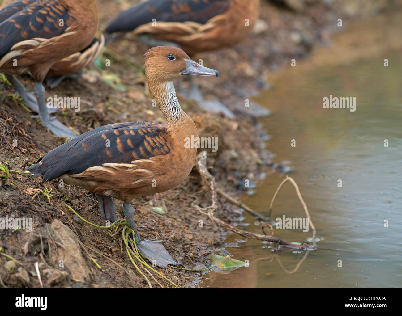 Fulvous Whistling-Duck (Dendrocygna bicolor), Jamundi, Valle del Cauca Foto Stock