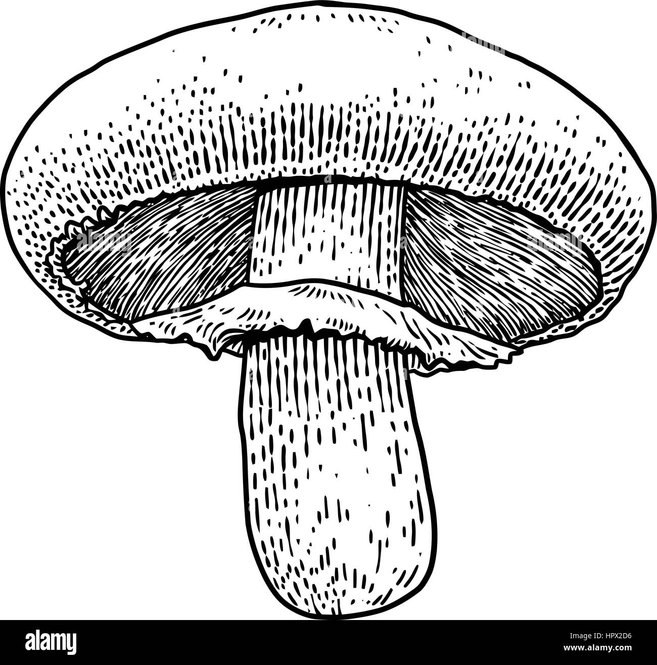 Funghi champignon illustrazione, disegno, incisione, il vettore, la linea Illustrazione Vettoriale