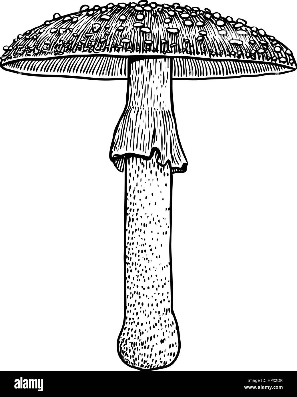 Fly agaric illustrazione a fungo, disegno, incisione, il vettore, la linea Illustrazione Vettoriale