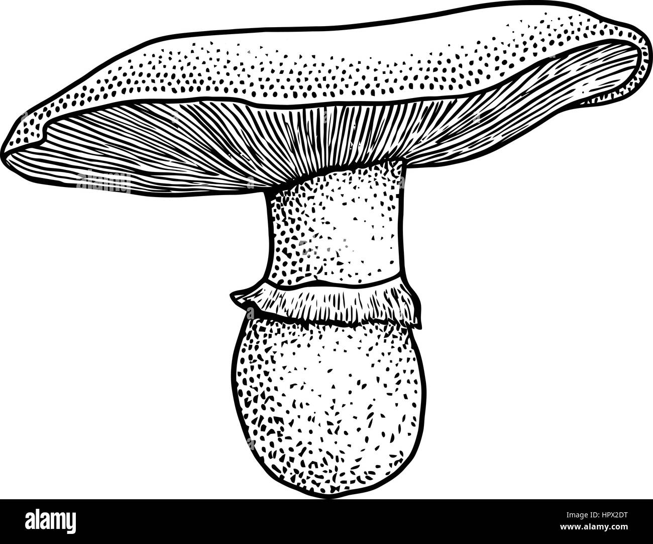 Funghi champignon illustrazione, disegno, incisione, il vettore, la linea Illustrazione Vettoriale