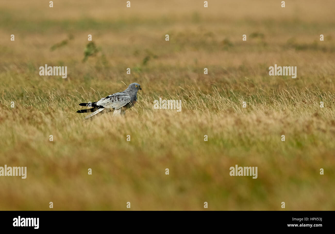 Sbattimento ali maschio di palissonatura Montagu's Harrier (Circus pygargus). Foto Stock