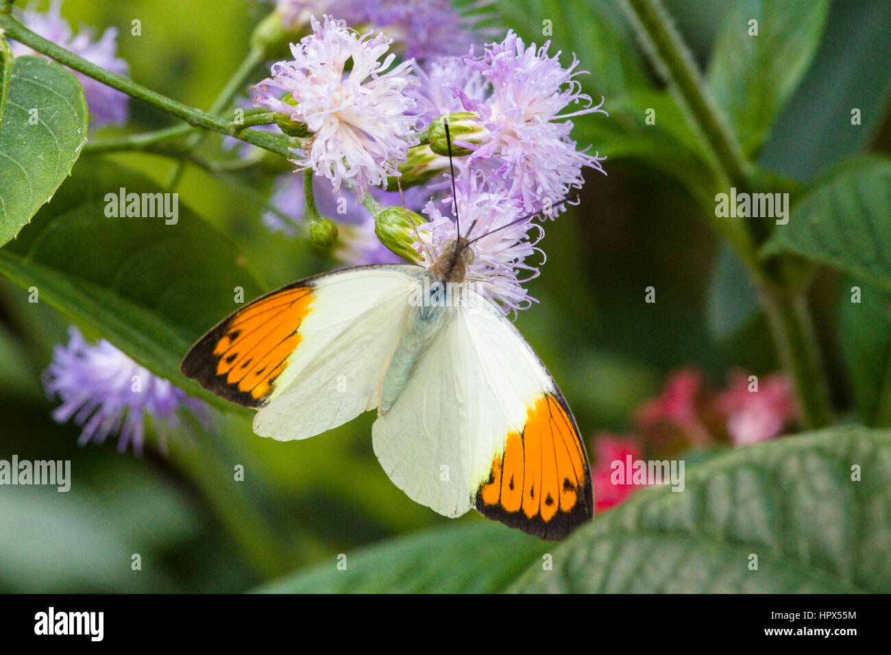 Grande punta arancione (Hebomoia glancippe) farfalla Foto Stock