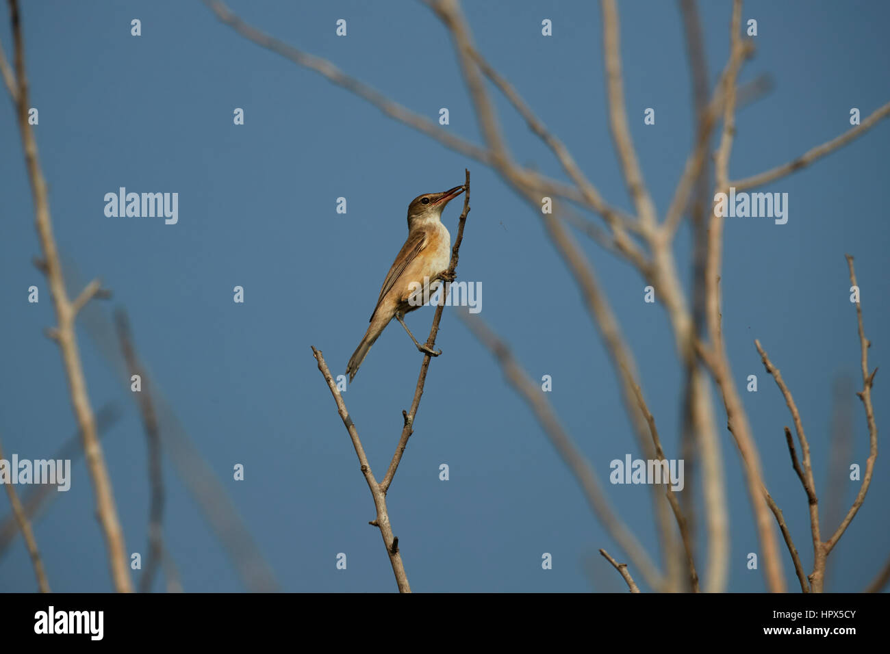 Un diminutivo clamorosa Reed Trillo coetanei di lamelle di acquitrini all'alba. Foto Stock