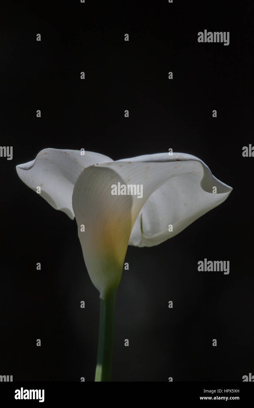 Calla Lily noto come arum lily - Zantedeschia aethiopica Foto Stock