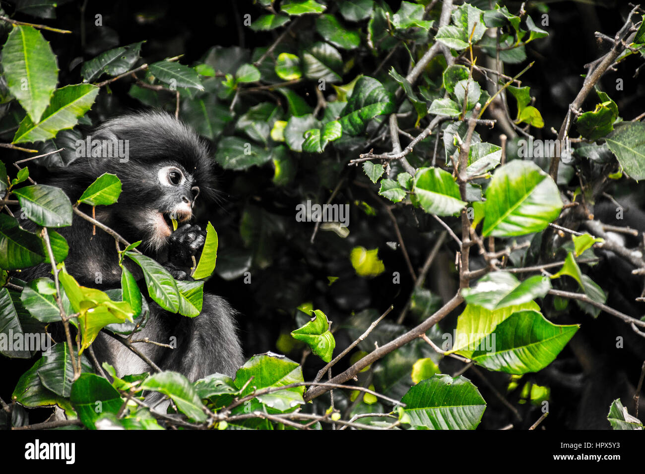 Langur monkey reale seduta della fauna selvatica in una struttura ad albero Wua Talap island Ang Thong National Marine Park Thailandia Foto Stock
