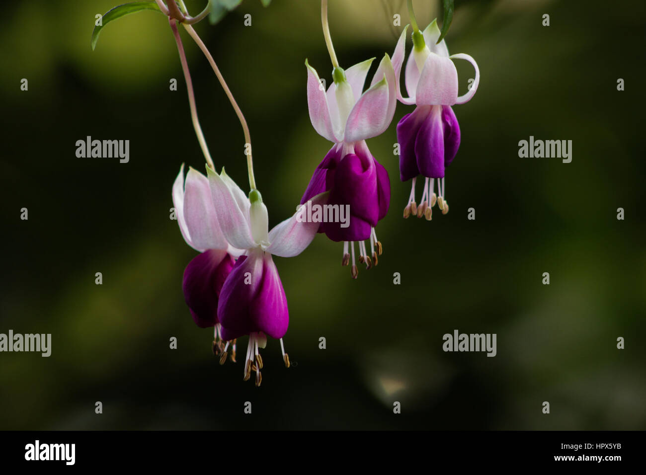 Fuchsia sp: fiori molto decorativi, hanno un pendente "lacrima" forma e sono visualizzati in profusione per tutta l'estate e l'autunno. Foto Stock