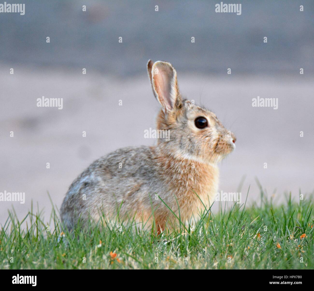 Carino bunny rabbit Foto Stock