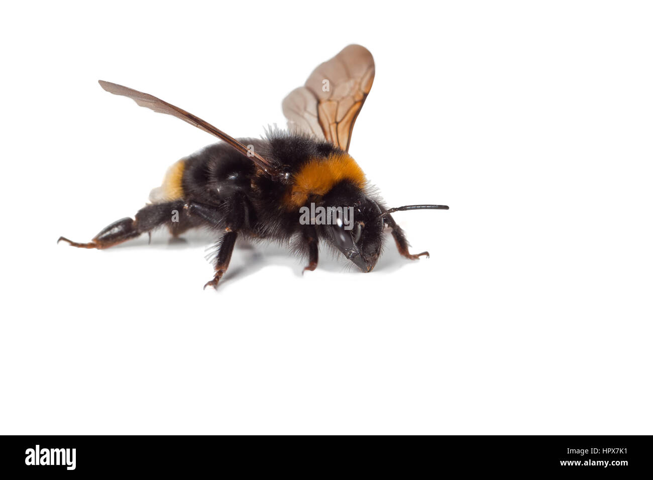 Bumble Bee isolato su uno sfondo bianco Foto Stock