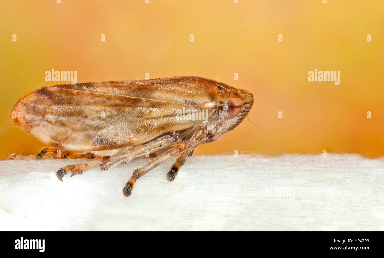 Un comune Froghopper (Philaenus spumarius) con sfondo giallo Foto Stock