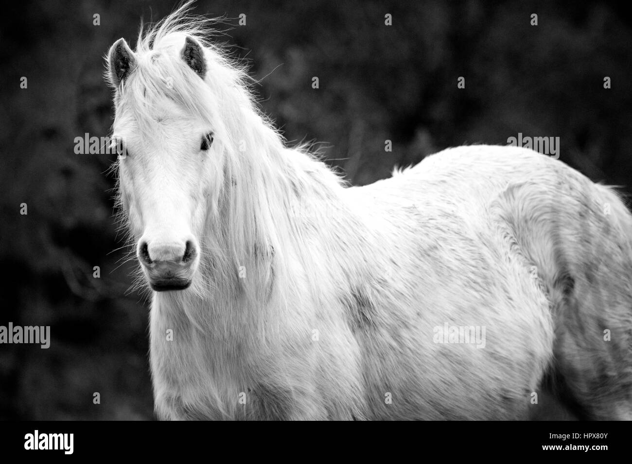 Wild Carneddau Pony da soli in una SSSI in Lixwm per mantenere la vegetazione verso il basso per abilitare il fiorire i fiori selvatici Foto Stock