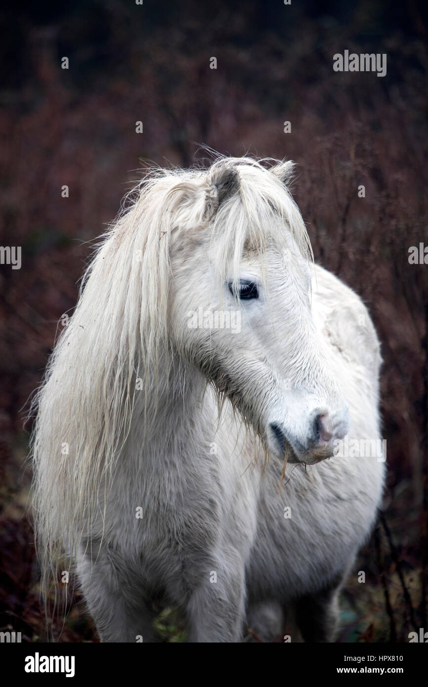 Wild Carneddau Pony da soli in una SSSI in Lixwm per mantenere la vegetazione verso il basso per abilitare il fiorire i fiori selvatici Foto Stock