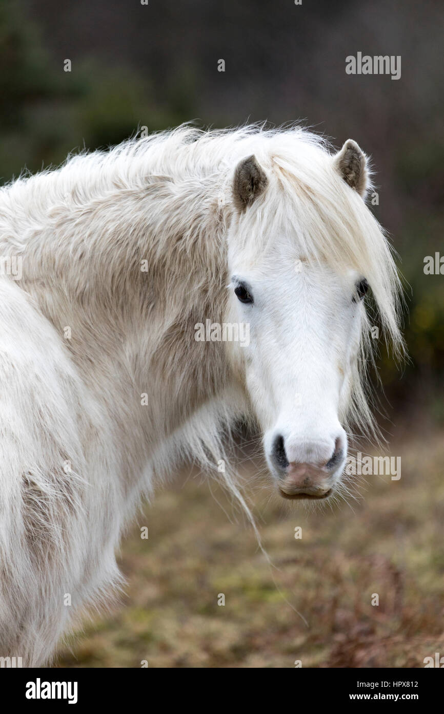 Wild Carneddau Pony da soli in una SSSI in Lixwm per mantenere la vegetazione verso il basso per abilitare il fiorire i fiori selvatici Foto Stock