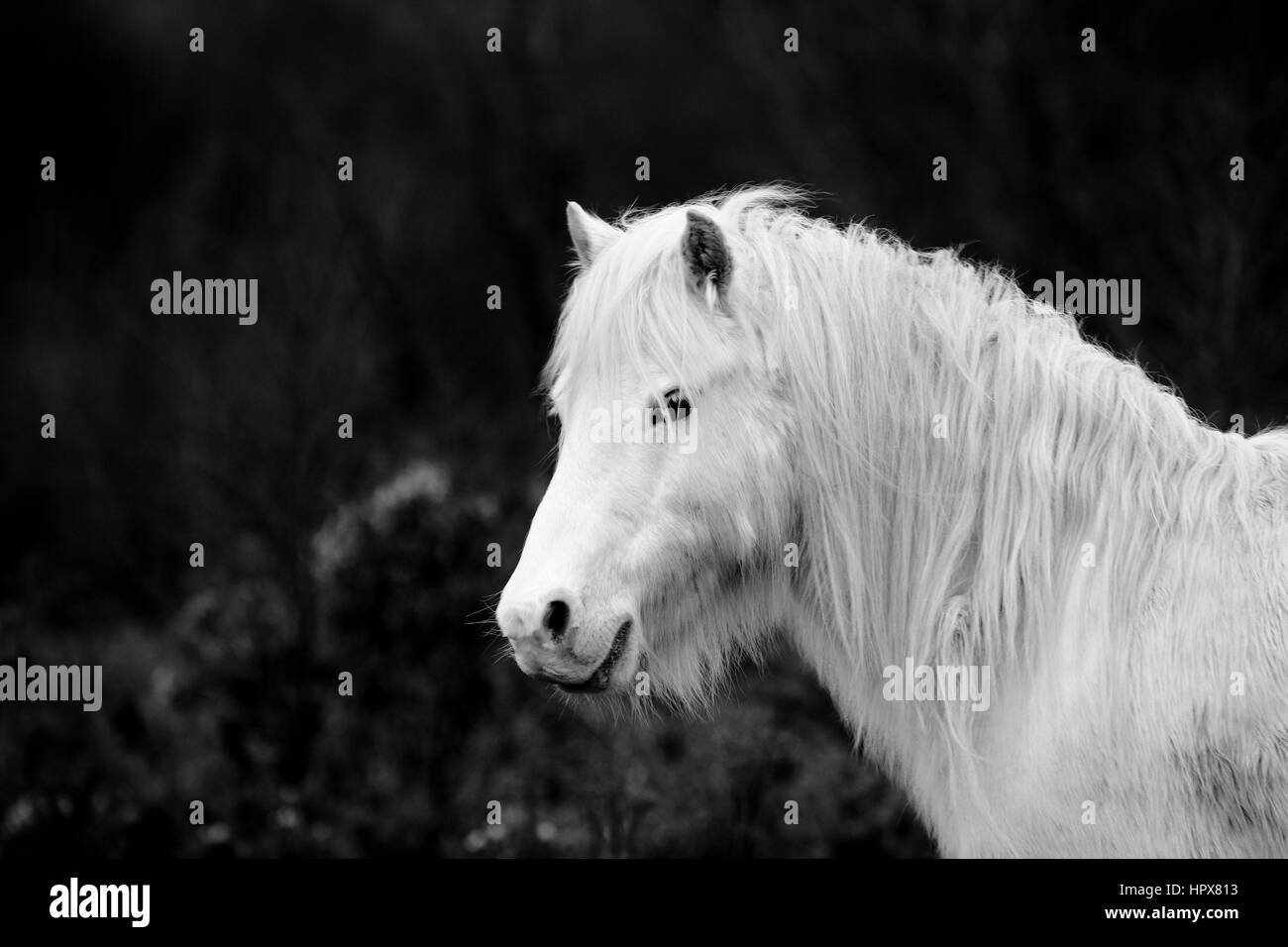 Wild Carneddau Pony da soli in una SSSI in Lixwm per mantenere la vegetazione verso il basso per abilitare il fiorire i fiori selvatici Foto Stock