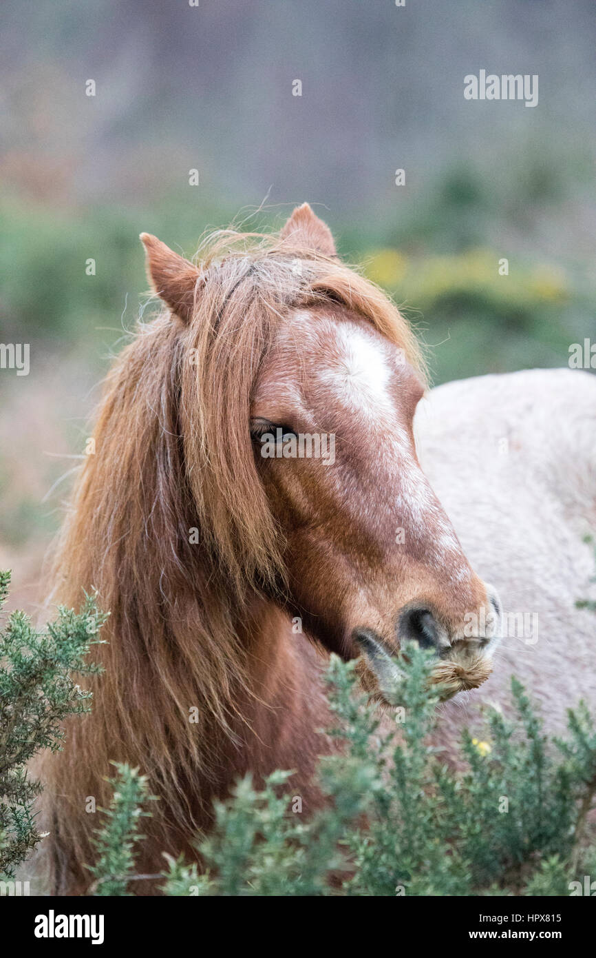 Wild Carneddau Pony da soli in una SSSI in Lixwm per mantenere la vegetazione verso il basso per abilitare il fiorire i fiori selvatici Foto Stock